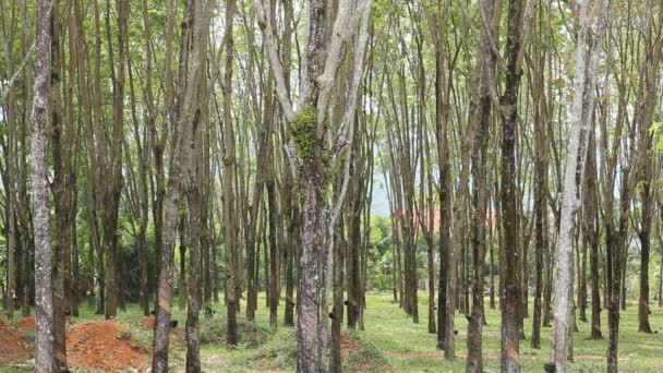 Pădurea copacilor din latex. Manioc plantație rurală Thailanda . — Videoclip de stoc