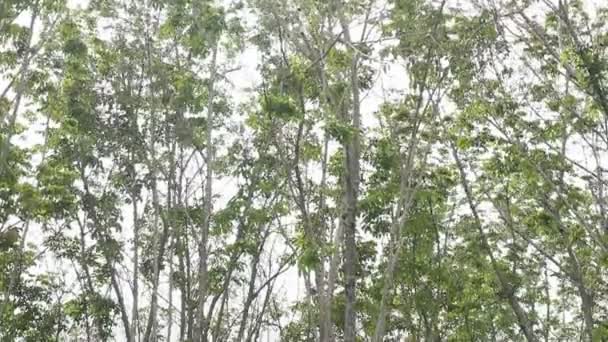 Latex stromu les. Manioku plantáž přírodě Thajsko. — Stock video