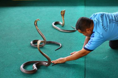 Tayland, Phuket - Mart 07: 07 Şubat 2017 olan Phuket, Chalong, Tayland bir hayvanat bahçesi bir gösteri sırasında Kobra ile Tayland 