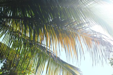 Tropikal palmiye yaprağı ve güneş ışınları ile arka plan. Vintage sesi.