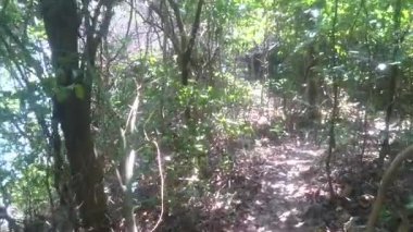 Tropikal Asya orman yolu yürümek. POV.