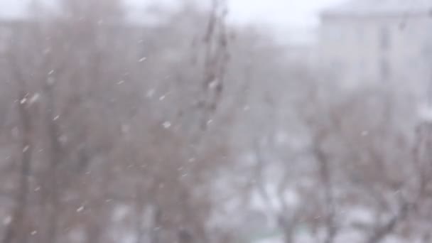 Schneesturm - städtisches Gebäude und Bäume im Hintergrund. Starker Schneefall und Schneesturm mit Schneeverwehungen. — Stockvideo