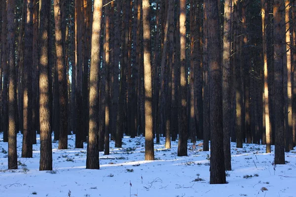 Neve na floresta de pinheiro — Fotografia de Stock