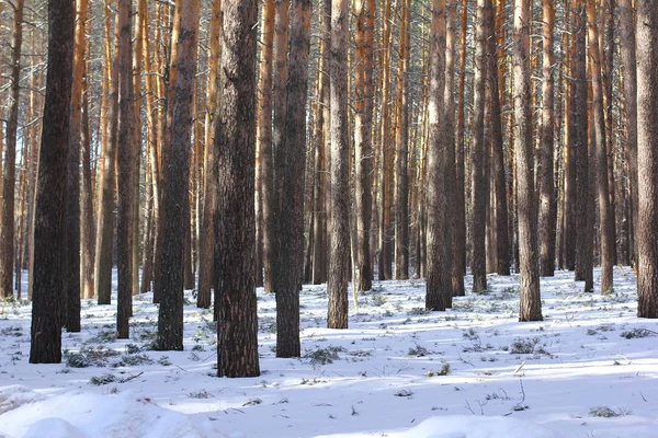 Neve na floresta de pinheiro — Fotografia de Stock