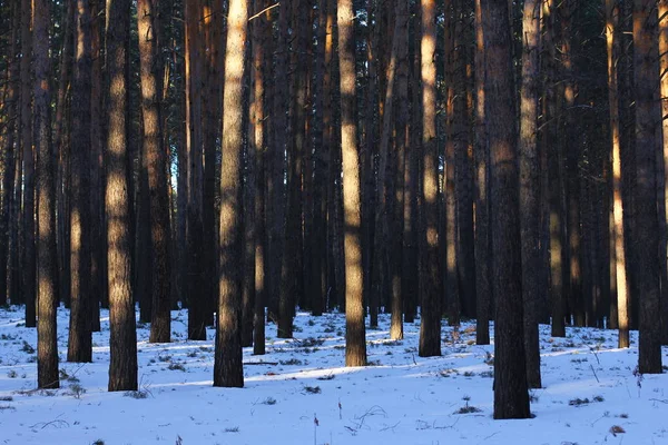 Neve na floresta de pinheiro — Fotografia de Stock