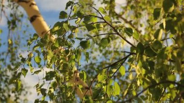 Doğa yaz arka plan. Bulanık arka plan üzerinde güzel yeşil huş ağacı yaprakları. 