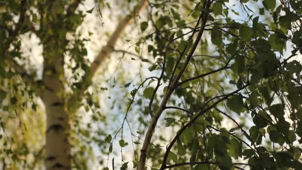 Natura Estate sfondo. Bella betulla verde foglie su sfondo sfocato . — Video Stock