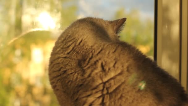 Британская короткошерстная кошка пристально смотрит в окно — стоковое видео