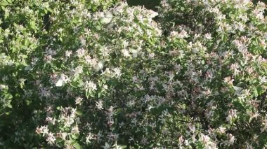 Güzel Yasemin çiçekleri çiçek açması. Beyaz kelebekler çiçek Yasemin çiçekleri üzerinde düğün.