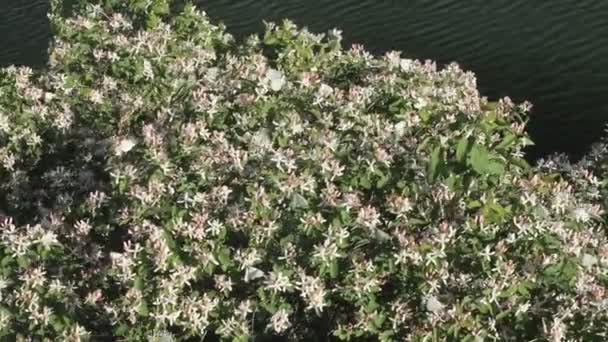 Florecen hermosas flores de jazmín. Boda de mariposas blancas sobre flores de jazmín en flor . — Vídeos de Stock