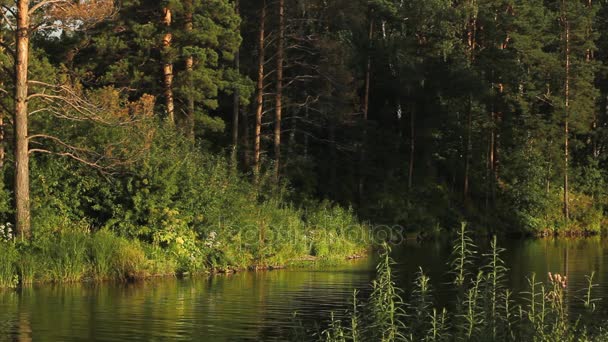 Idylické letní krajina s křišťálově čisté jezero a lesní stromy odrazů. — Stock video