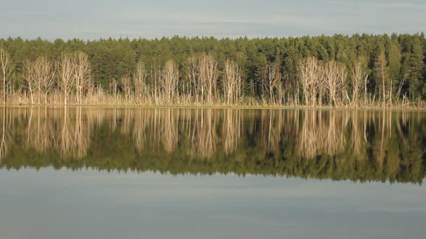 Идиллический летний пейзаж с кристально чистым озером и лесными деревьями . — стоковое видео