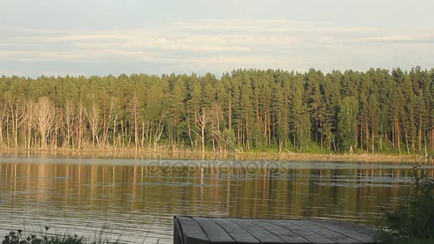 Uomo grasso che salta nel lago al tramonto . — Video Stock