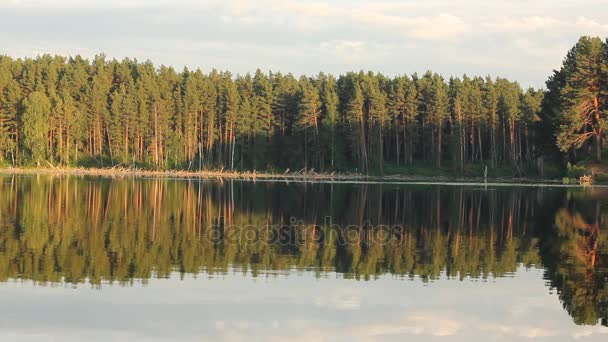 透明な湖と森の木の反射とのどかな夏の風景. — ストック動画