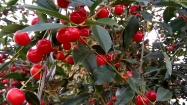 Ekşi Olgun Kiraz ağacı üzerinde