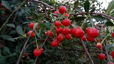 Ekşi Olgun Kiraz ağacı üzerinde