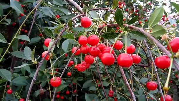 Sour ripe cherry on a tree — Stock Video