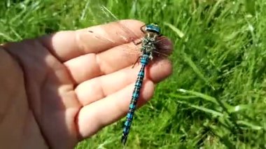 Brachytron pratense - kıllı yusufçuk. Makro. Seçici odak.