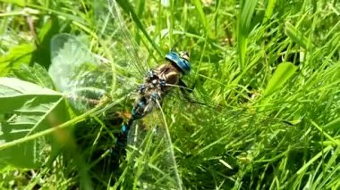 Brachytron pratense - kıllı yusufçuk. Makro. Seçici odak.