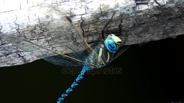 Brachytron pratense - Hairy Dragonfly (en inglés). Macro. Enfoque selectivo . — Vídeos de Stock