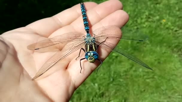 Brachytron pratense - Hairy Dragonfly (en inglés). Macro. Enfoque selectivo . — Vídeo de stock