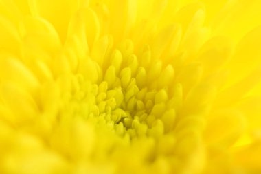 Makro sarı Kasımpatı vurdu. Seçici odak. Arka plan bulanık.