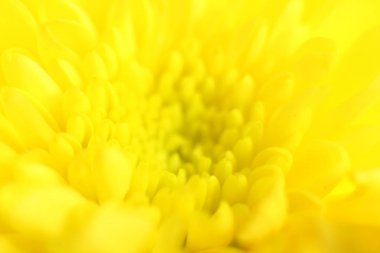 Makro sarı Kasımpatı vurdu. Seçici odak. Arka plan bulanık.