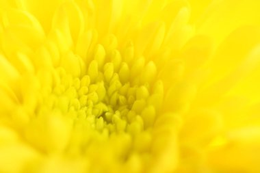 Makro sarı Kasımpatı vurdu. Seçici odak. Arka plan bulanık.