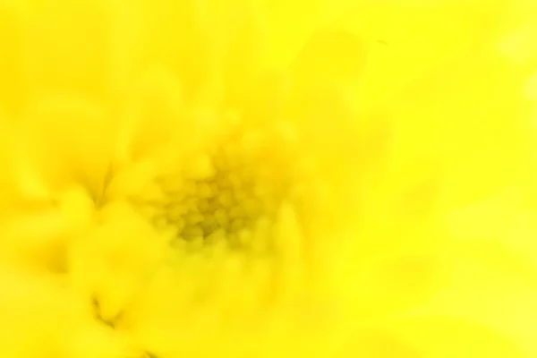 Macro schoot gele chrysant. Selectieve aandacht. Onscherpe achtergrond. — Stockfoto
