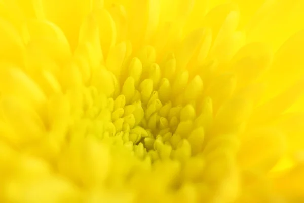 Macro atirou no crisântemo amarelo. Foco seletivo. Fundo desfocado . — Fotografia de Stock