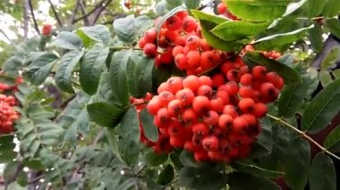 bir şube kümelerde üvez