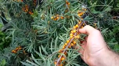 Deniz cehri berry yakın çekim