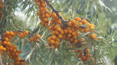 Deniz cehri berry yakın çekim