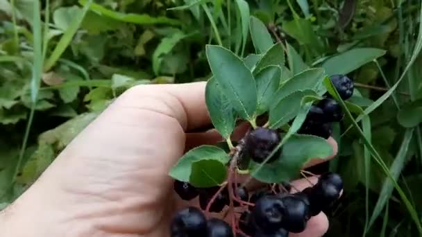 Aronia. Chokeberry in man hand. — 비디오