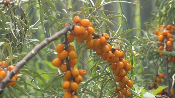 Mar buckthorn berry close up — Vídeo de Stock