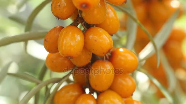 Sea buckthorn berry close up — Stock Video