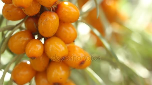 Sea buckthorn berry close up — Stock Video