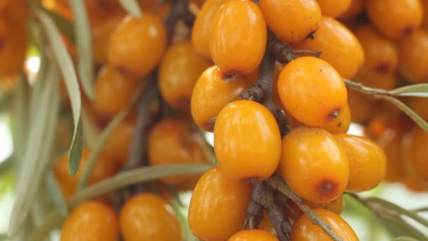Sea buckthorn berry close up — Stock Video