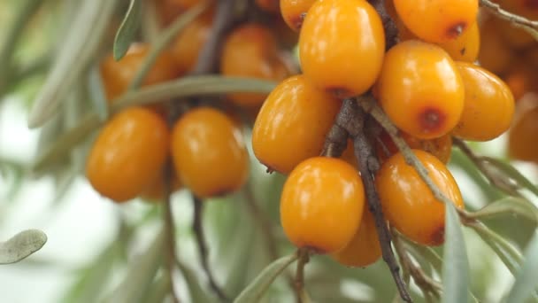 Sea buckthorn berry close up — Stock Video