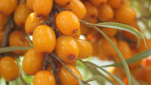 Θάλασσα buckthorn μούρο, κοντινό πλάνο — Αρχείο Βίντεο