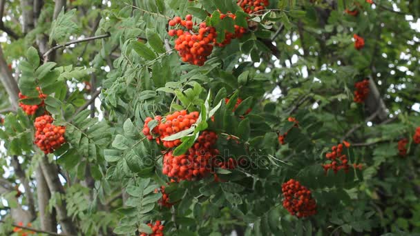 Mountain ash clusters on a branch — Stock Video
