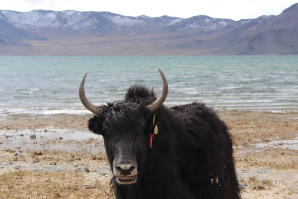 Sfondo Mongolo Viaggiatori — Foto Stock