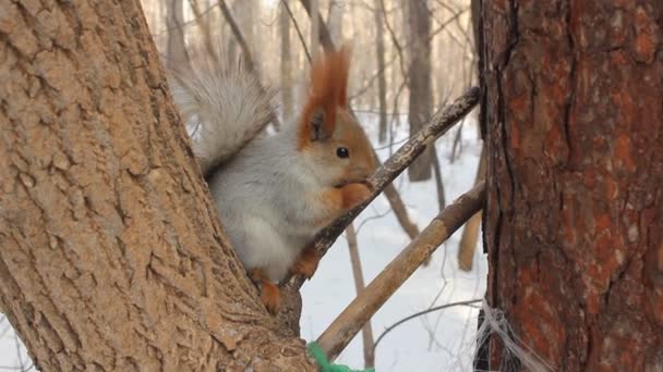 Esquilo Comendo Comida Fundo Inverno — Vídeo de Stock