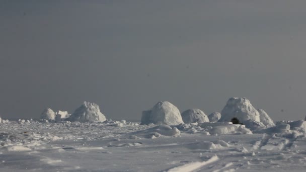 Vinter Boningen Eskimåer Igloo Eskimåer Village — Stockvideo