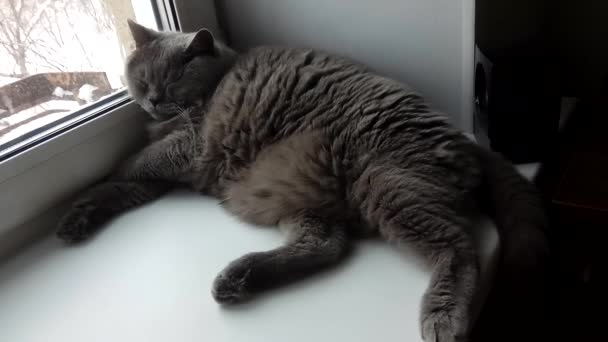 Κοιμισμένη Χοντρή Βρετανίδα Γάτα Ξαπλώνει Στο Παράθυρο Και Ροχαλίζει — Αρχείο Βίντεο