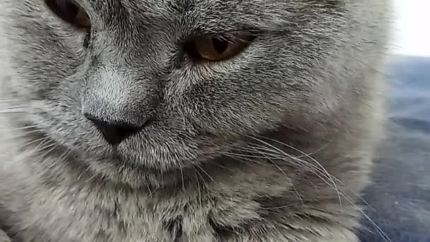 Somnolent gros chat britannique se trouve sur une fenêtre et ronfle . 
