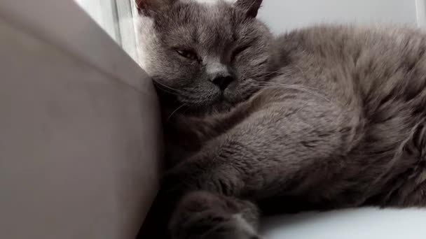 Sleepy Gorda Británica Gato Encuentra Una Ventana Ronca — Vídeos de Stock