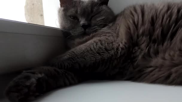 Sleepy Fat British Cat Lies Window Snores — Stock Video