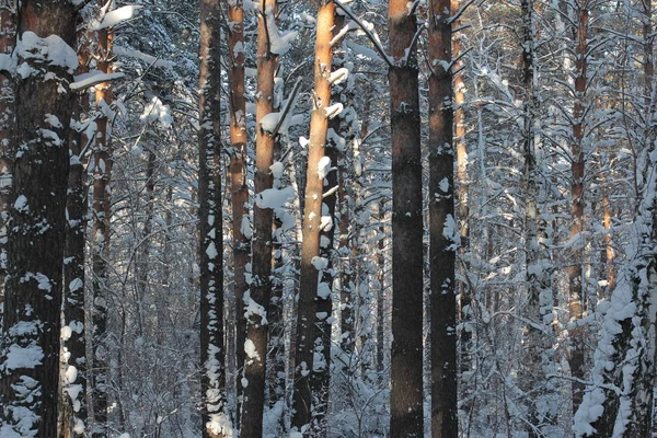 Sugrobs Neve Troncos Galhos Árvores Floresta Inverno — Fotografia de Stock