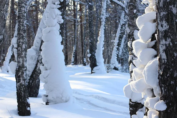 Sugrobs Neve Troncos Galhos Árvores Floresta Inverno — Fotografia de Stock